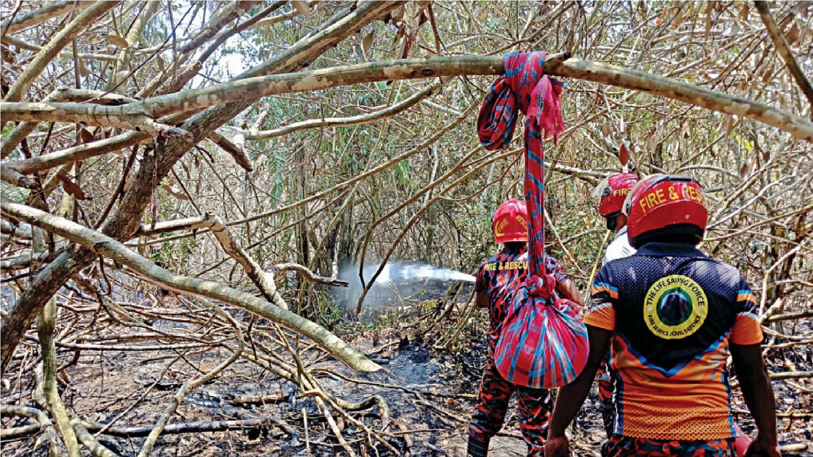 Committee formed to assess loss of biodiversity in Sundarbans fire
